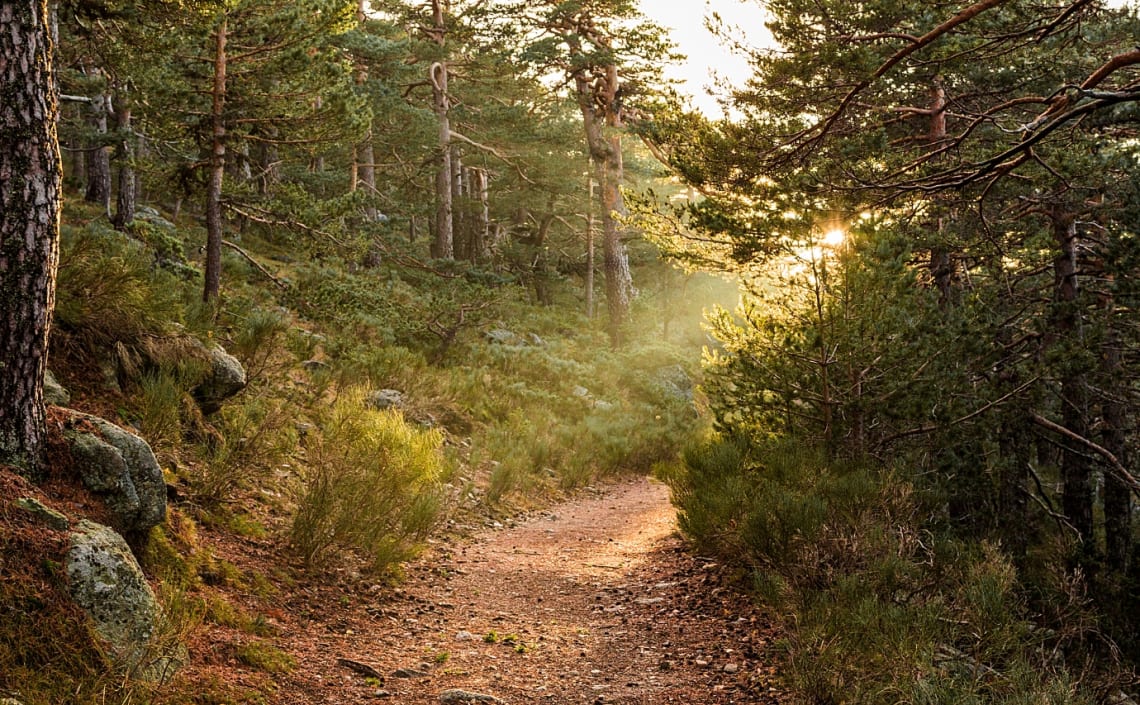 Camino de bosque con luz del sol que se filtra entre los árboles del Camino Schmidt