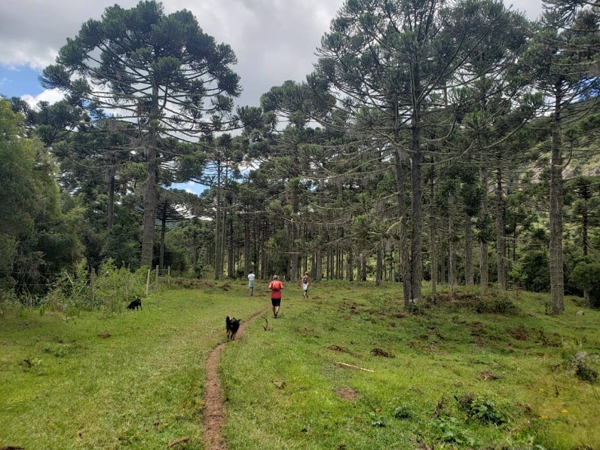 o pinhão é semente da Araucária