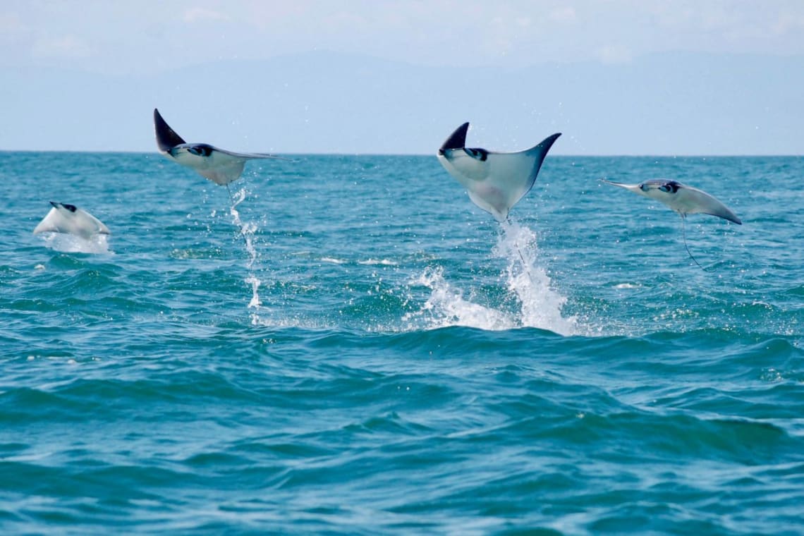 Rayas saltando fuera del agua en Drake Bay, Costa Rica