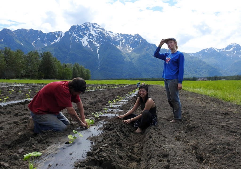 Tres jóvenes plantando en un campo de Alaska