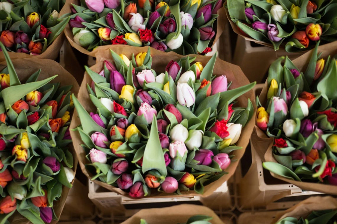 Tulips, Amsterdam, Netherlands