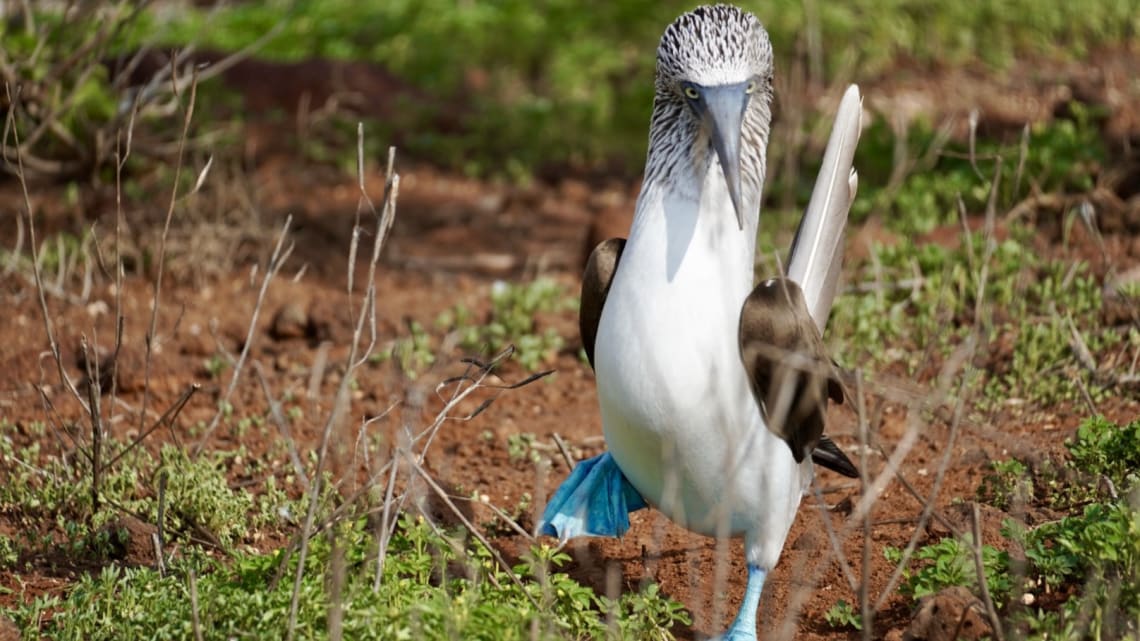 When and Where to See Animals in the Wild: Guide to Wildlife Watching