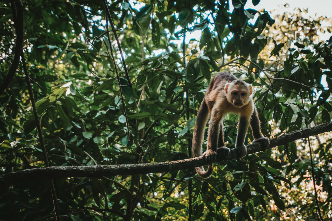 Keep your eyes peeled for wildlife in this corner of Colombia!