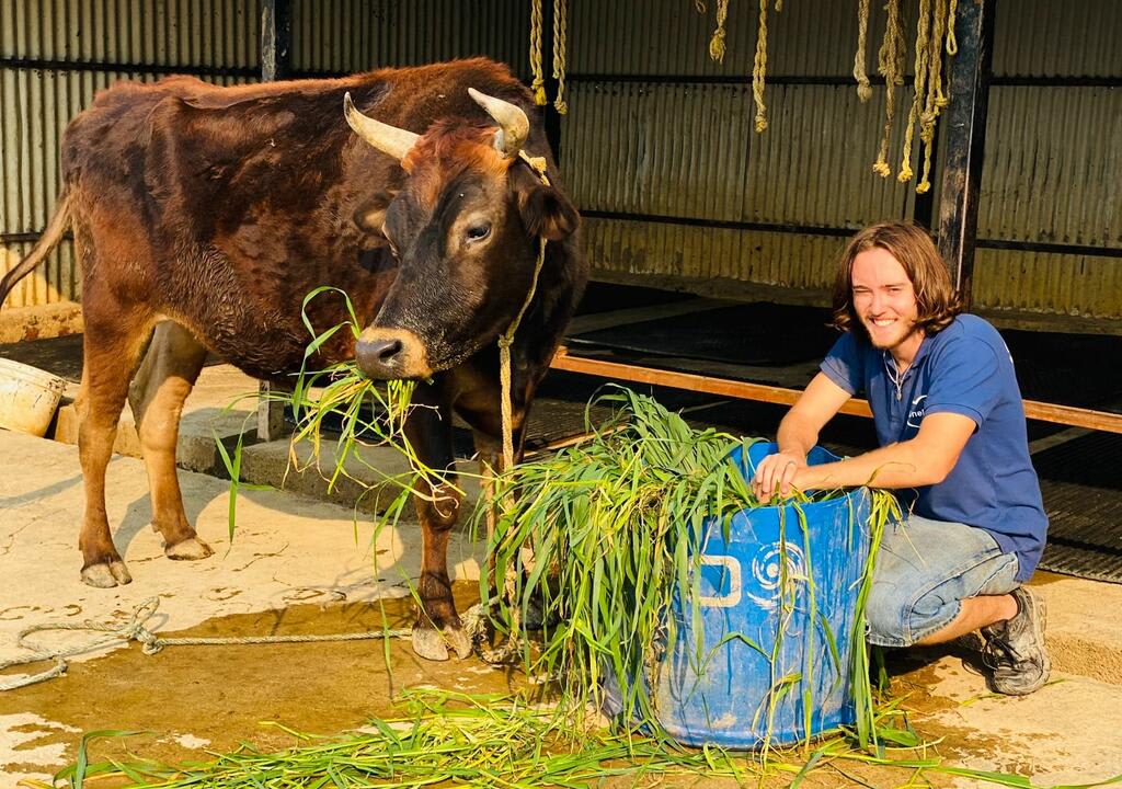 Animal volunteer poses for photo with a cow 