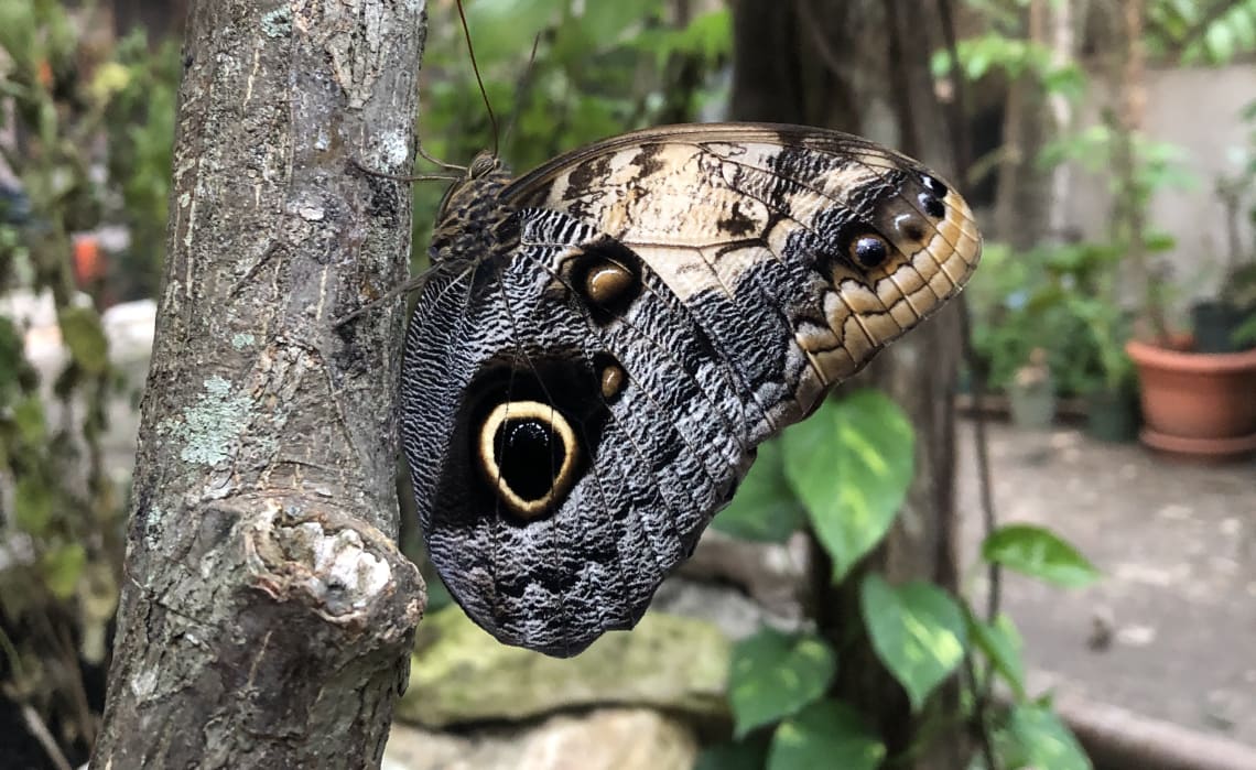 Mariposa posada sobre árbol