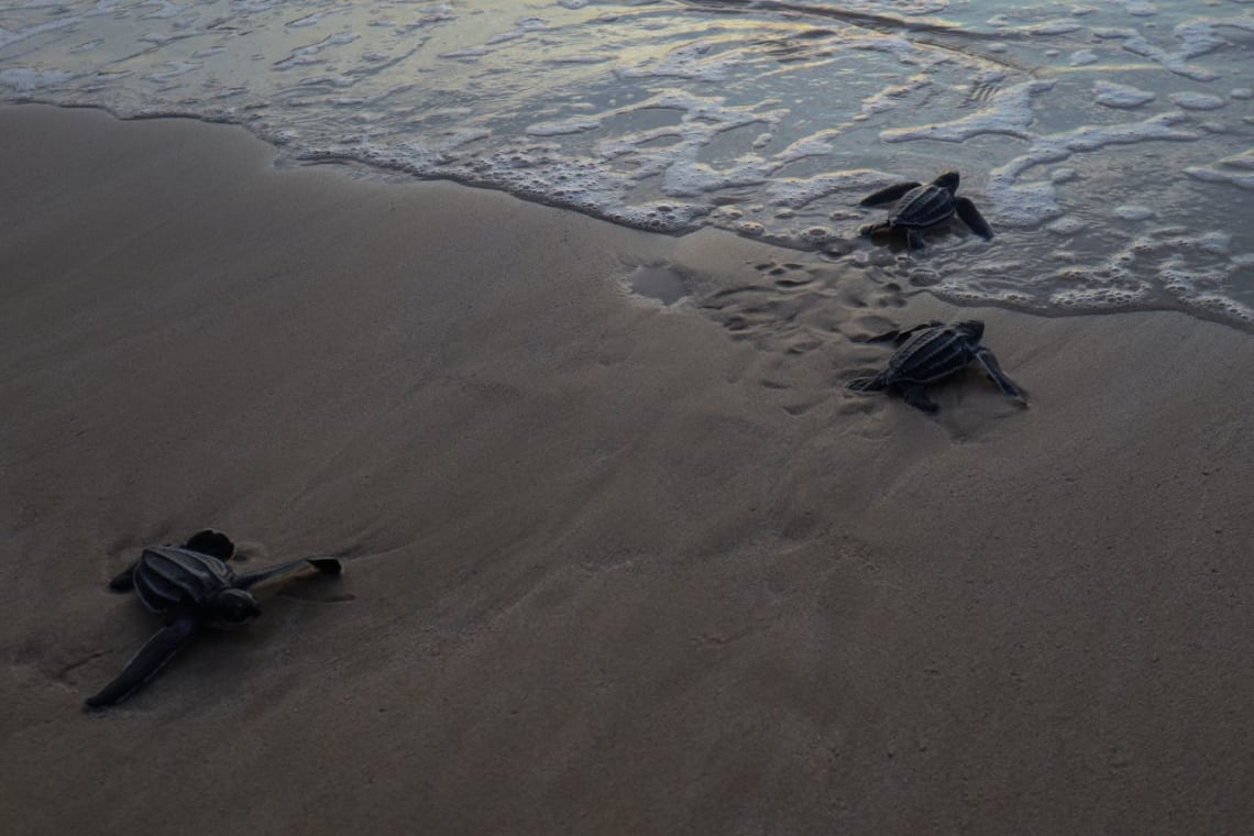 animales de Costa Rica: tres tortugas baula en su camino al mar