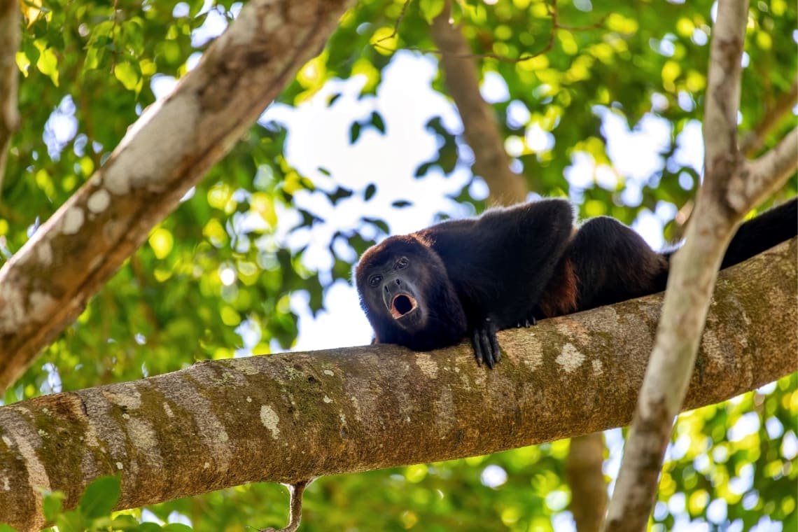 Mono aullador en una rama en el Refugio de vida silvestre Curú, Costa Rica