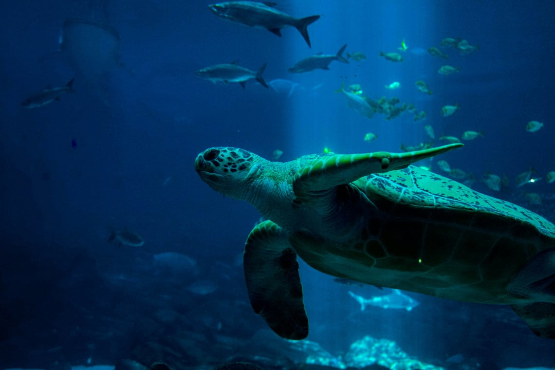 Tartaruga marinha em um áquario
