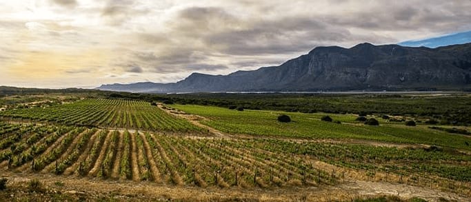 Vineyard, South Africa