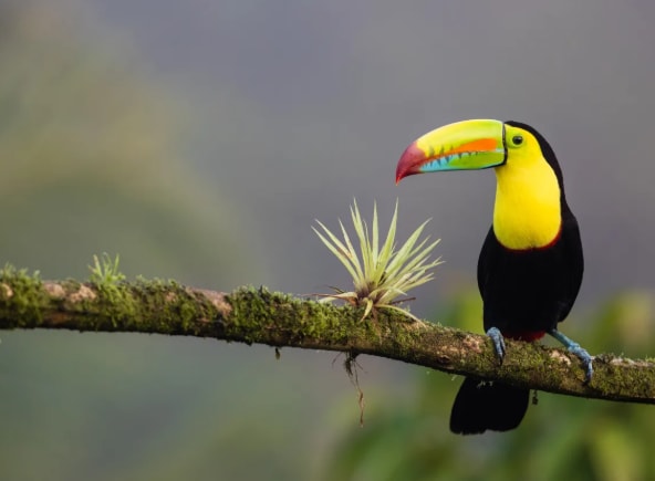 volunteering in costa rica