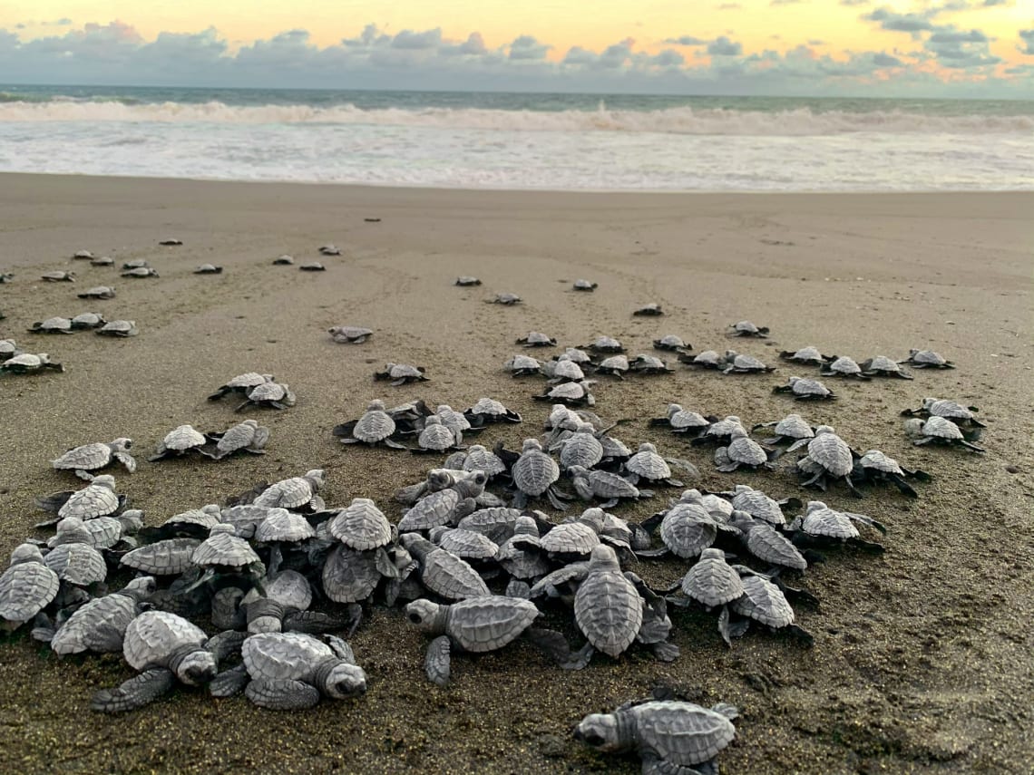 Crías de tortugas en la playa Monterrico yendo al mar