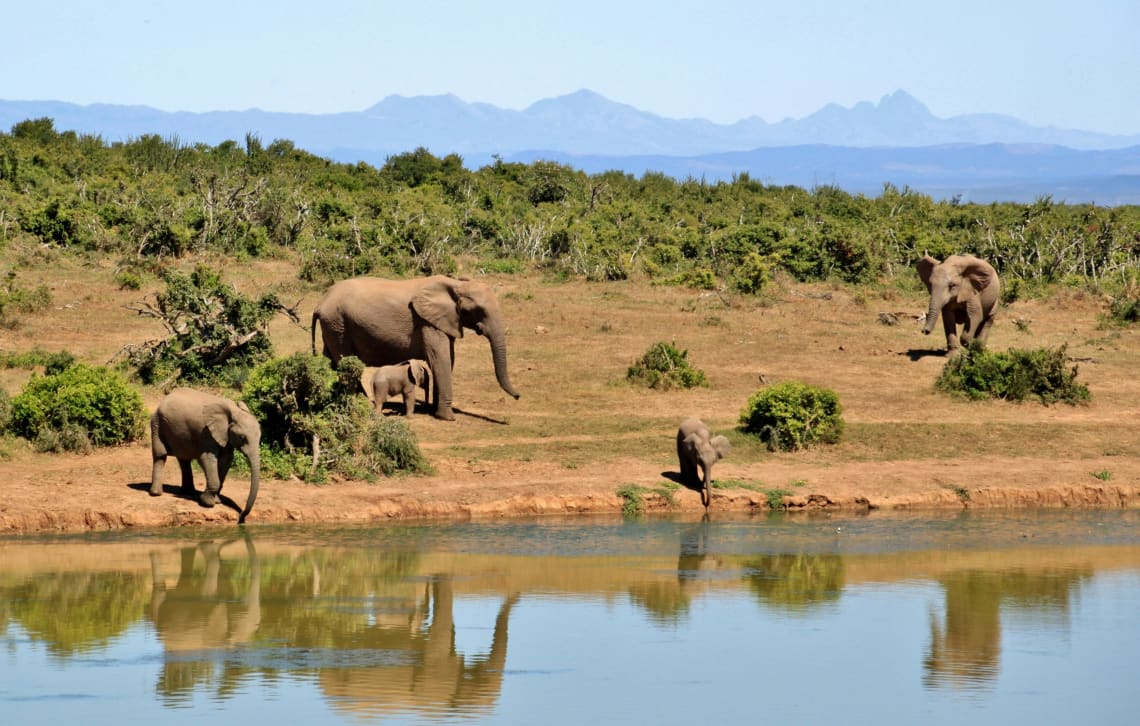 wildlife conservation volunteering in africa