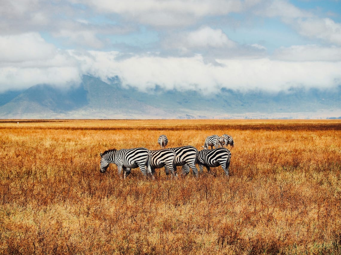 you might get to see zebras during your Tanzania safari