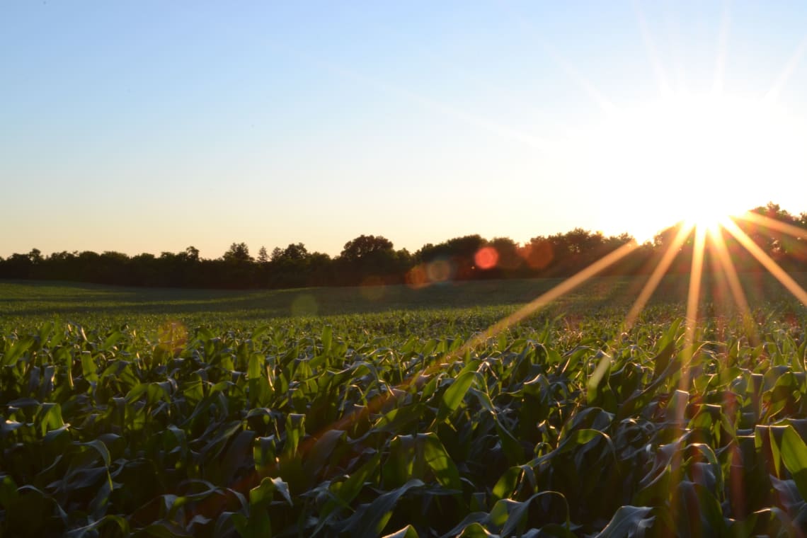 Natural farm landscape at sunrise