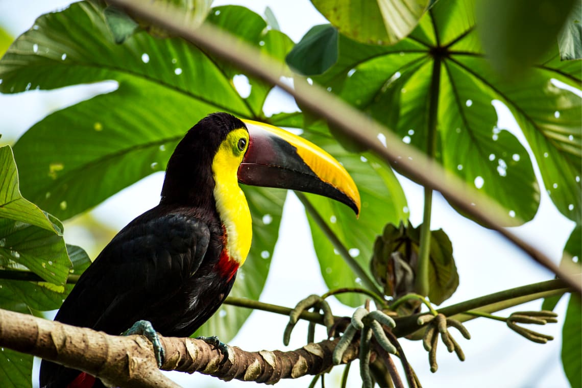 traveling alone in costa rica