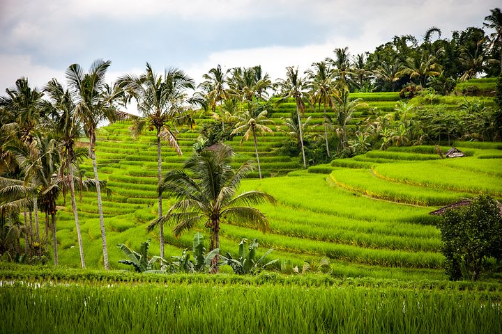 Todo lo que debes saber sobre las visas de los países del sudeste asiático - Worldpackers - viajar a Bali plantaciones de arroz