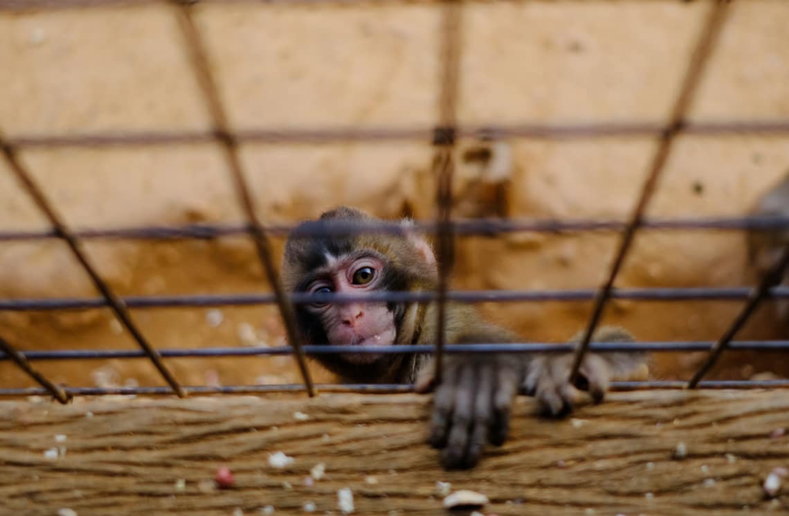 Qualquer tipo de apresentação com animais pode ser considerada maus tratos contra animais