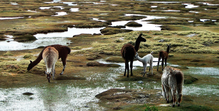 Todas las cosas que hacer en Arequipa y sus alrededores - Worldpackers - alpacas en reserva nacional de salina y aguada blanca en Perú 