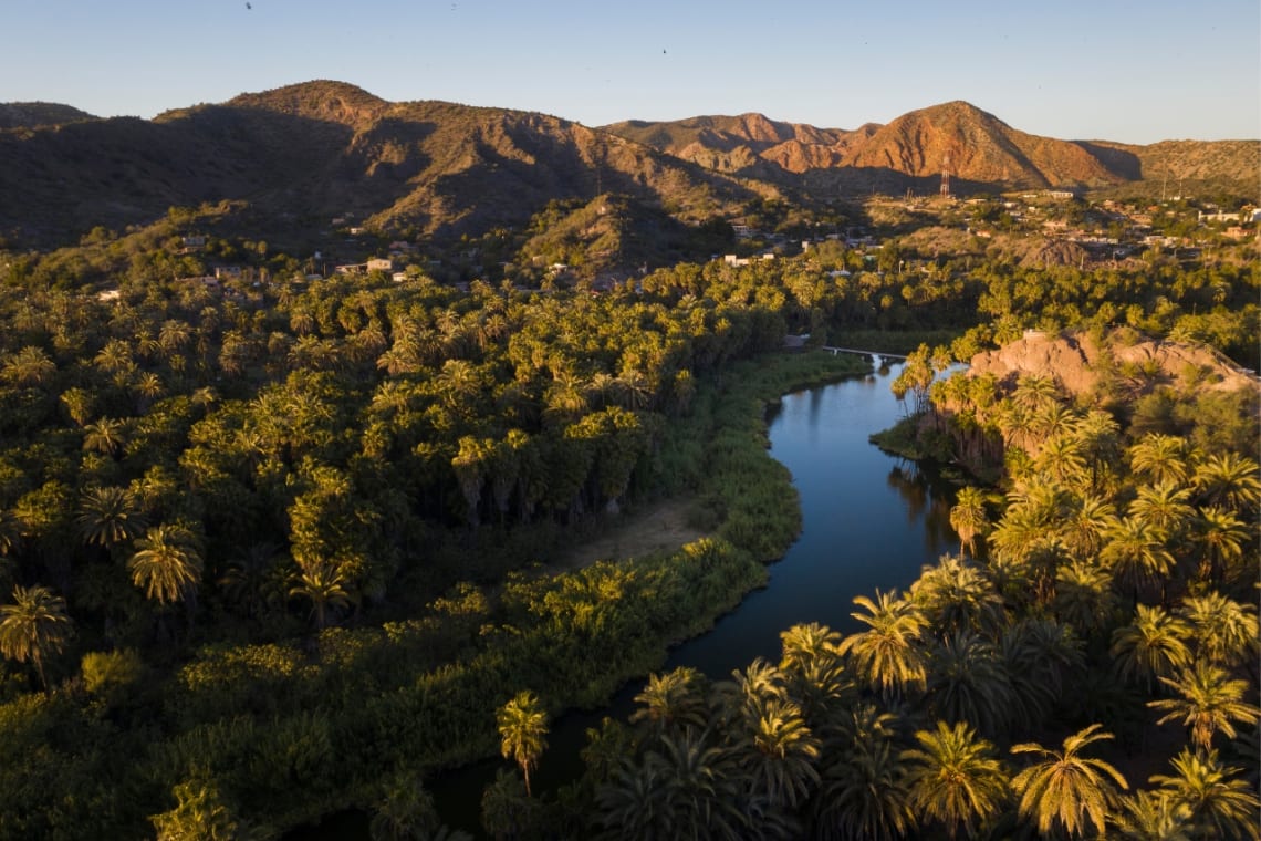 Palmeras y vegetación alrededor de un río en las afueras de Mulegé