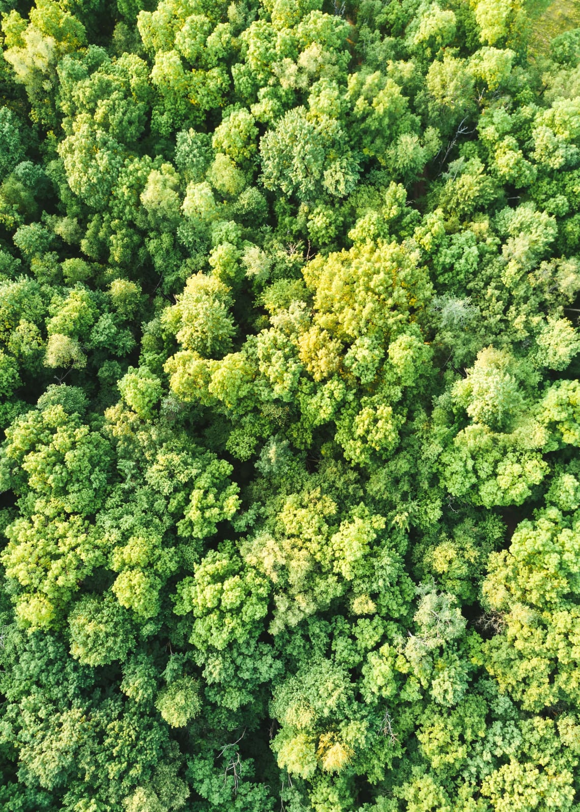 Aerial view of the Amazon Rainforest before the fires