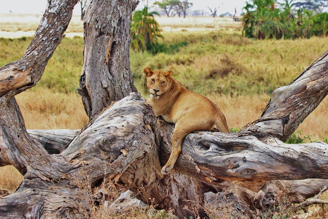 leão descansa sobre uma árvore no parque nacional do serengeti, na tanzânia