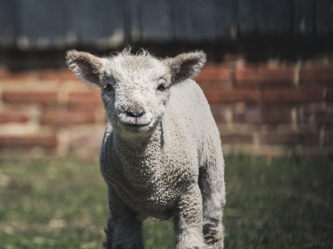 Volunteer on a sustainable sheep farm in the US