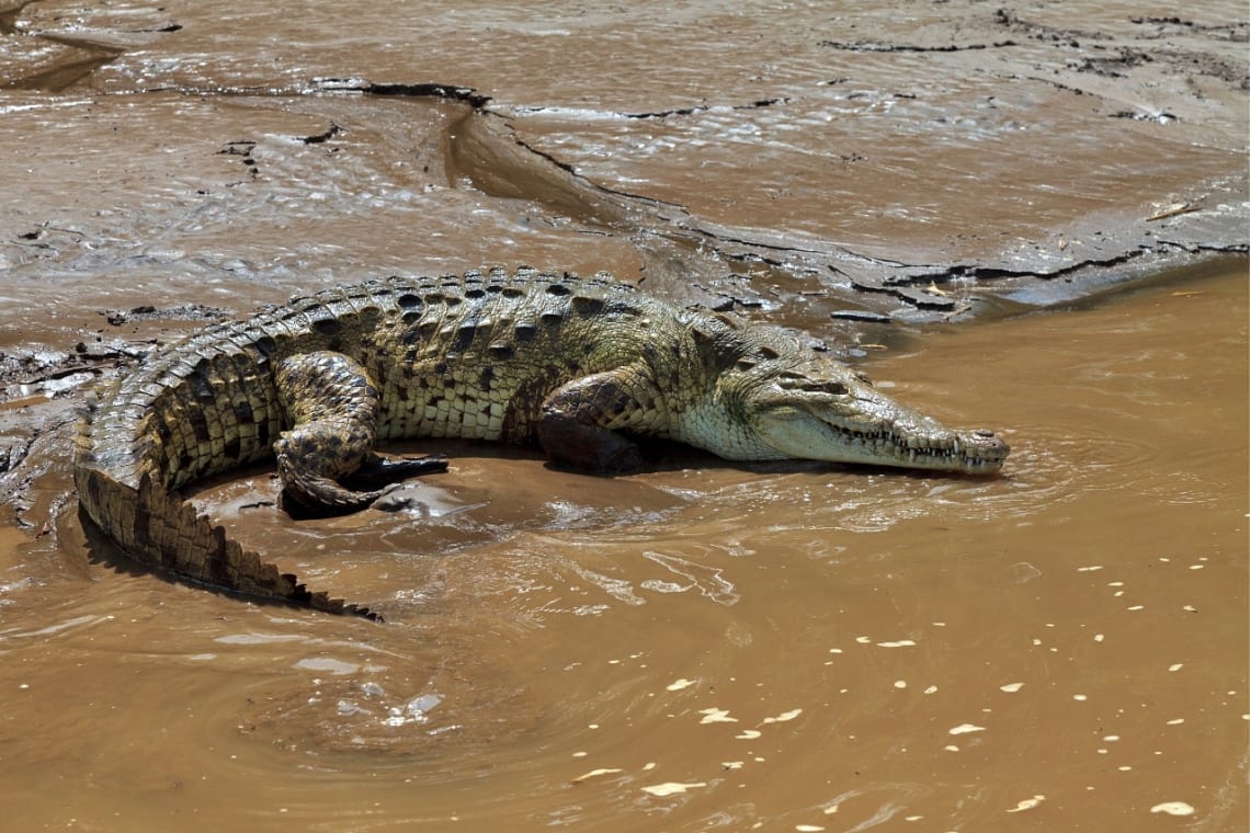 Cocodrilo en el manglar de Puntarenas