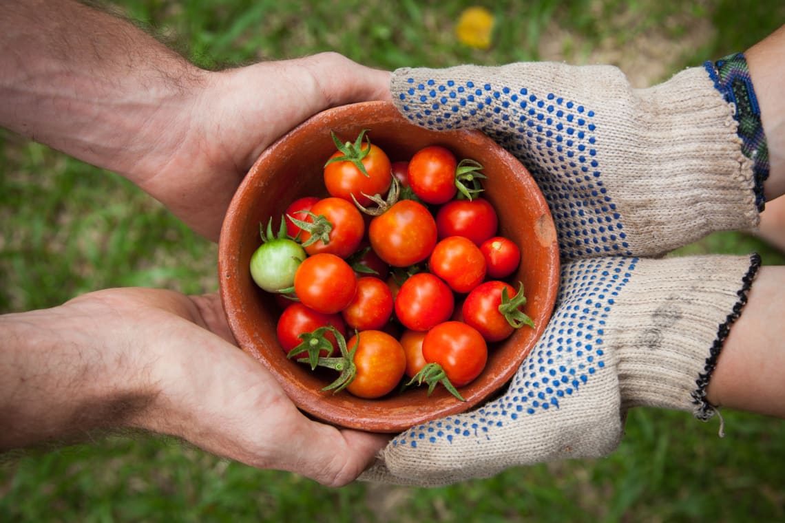 Farm work: Agriculturists harvesting