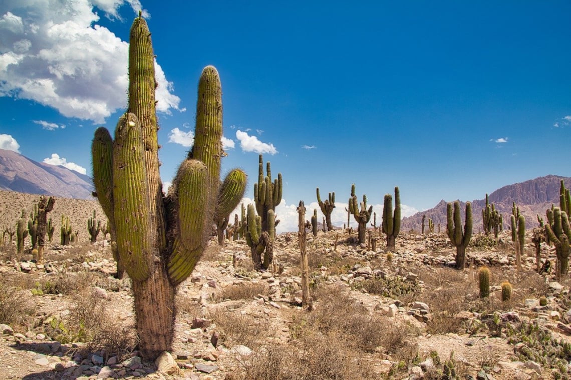 Cardones, flora característica del norte argentino