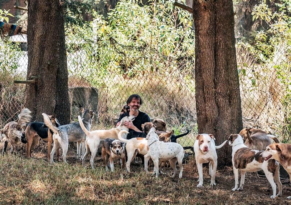 Hombre en un parque con muchos perros rescatados por su ONG en México