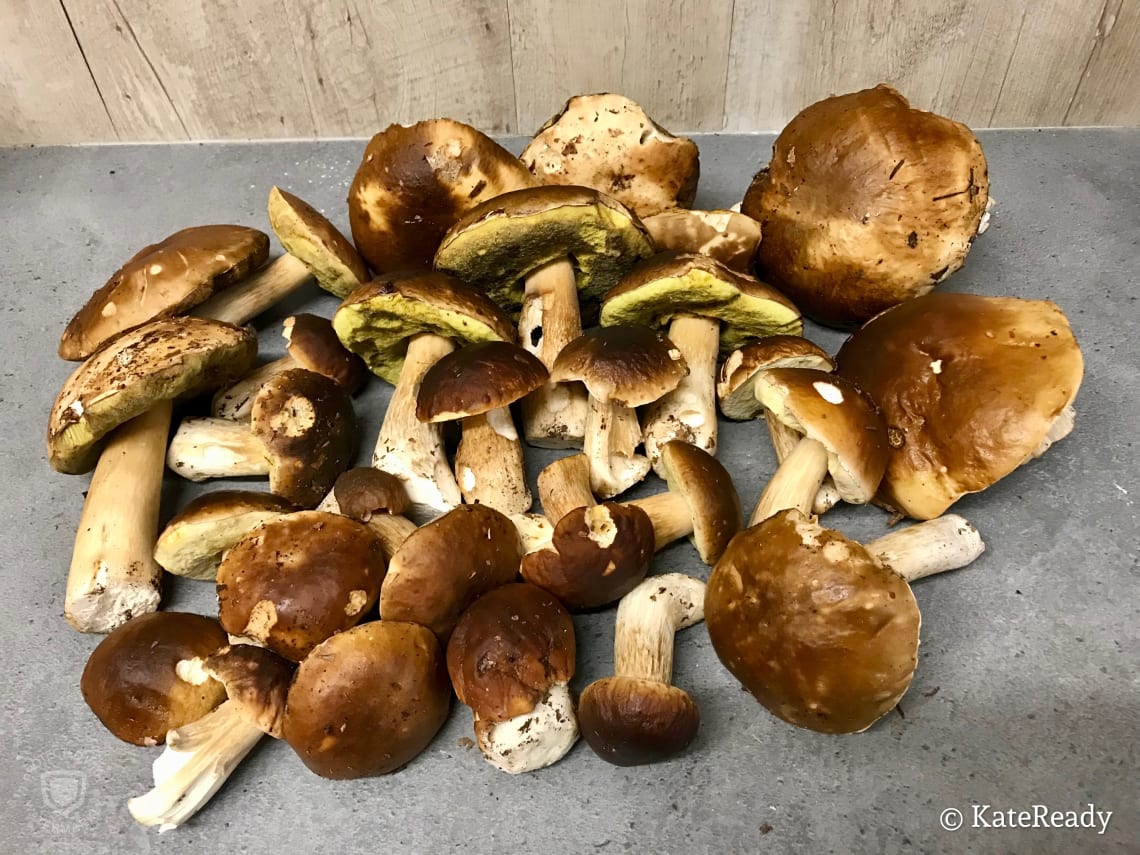 Freshly foraged mushrooms, Melrand, France