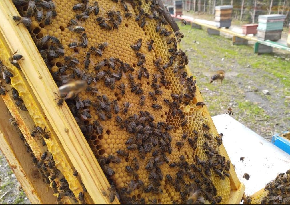 voluntariado en León