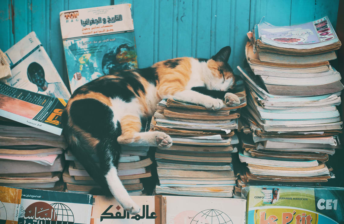 Napping cat, Morocco