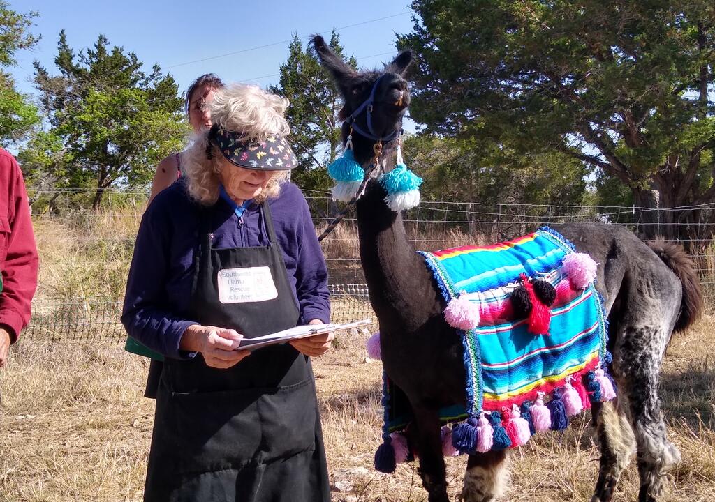 Woman doing routine check-up of a llama