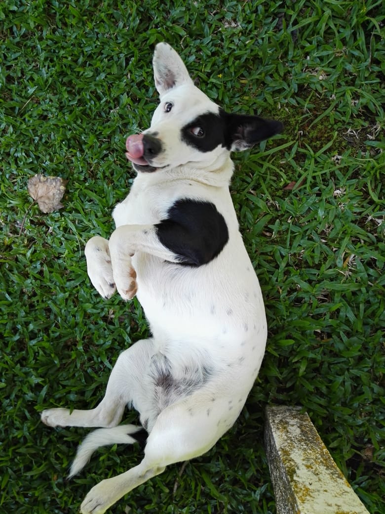 Mi primera experiencia haciendo un voluntariado en Brasil con Worldpackers - Dust