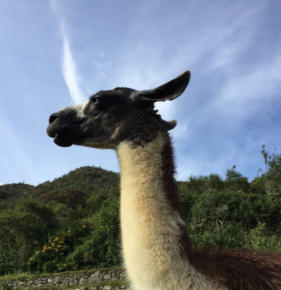 Photo of a llama, Machu Picchu, Peru