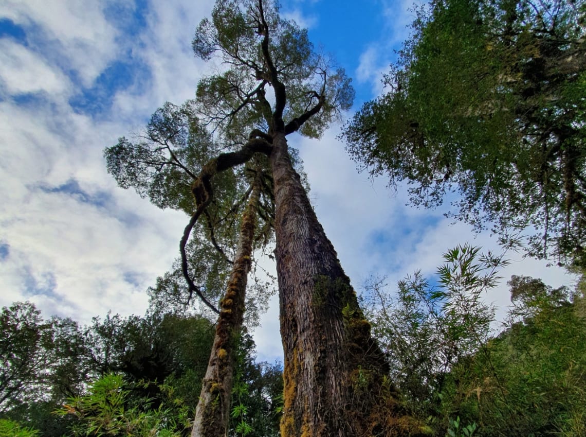 Enorme árbol alerce andino en la Región de Los Lagos, Chile