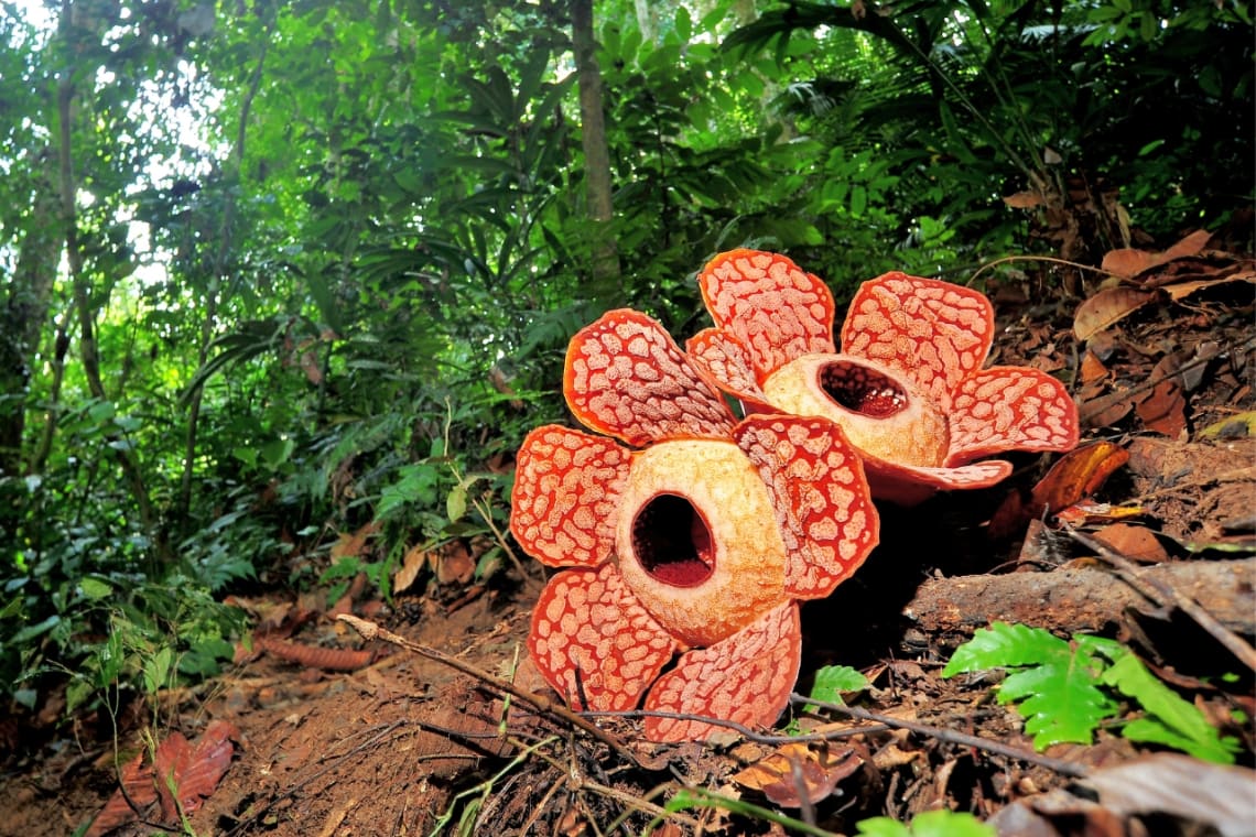 Two Rafflesia flowers in full bloom. Trek in the Sumatran jungle is one of the best things to do in Indonesia