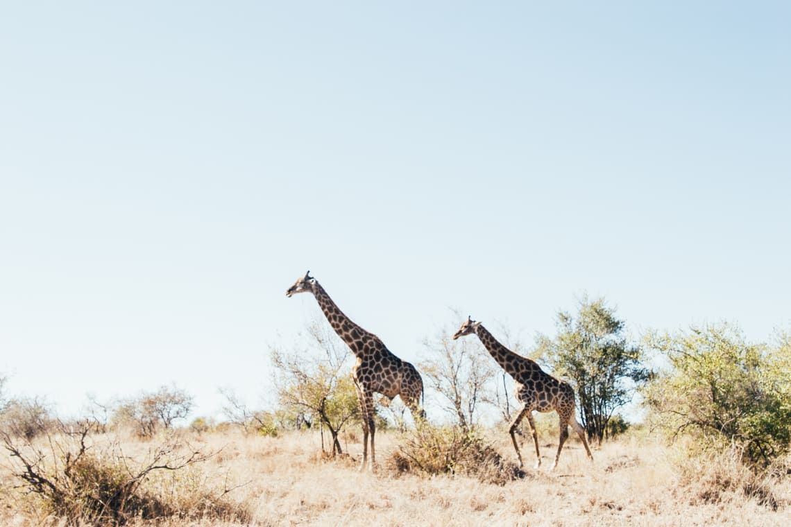 Safari, South Africa