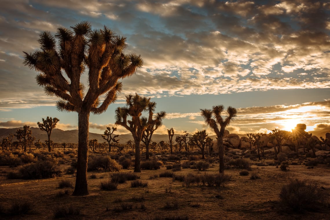 Joshua Tree Wilderness