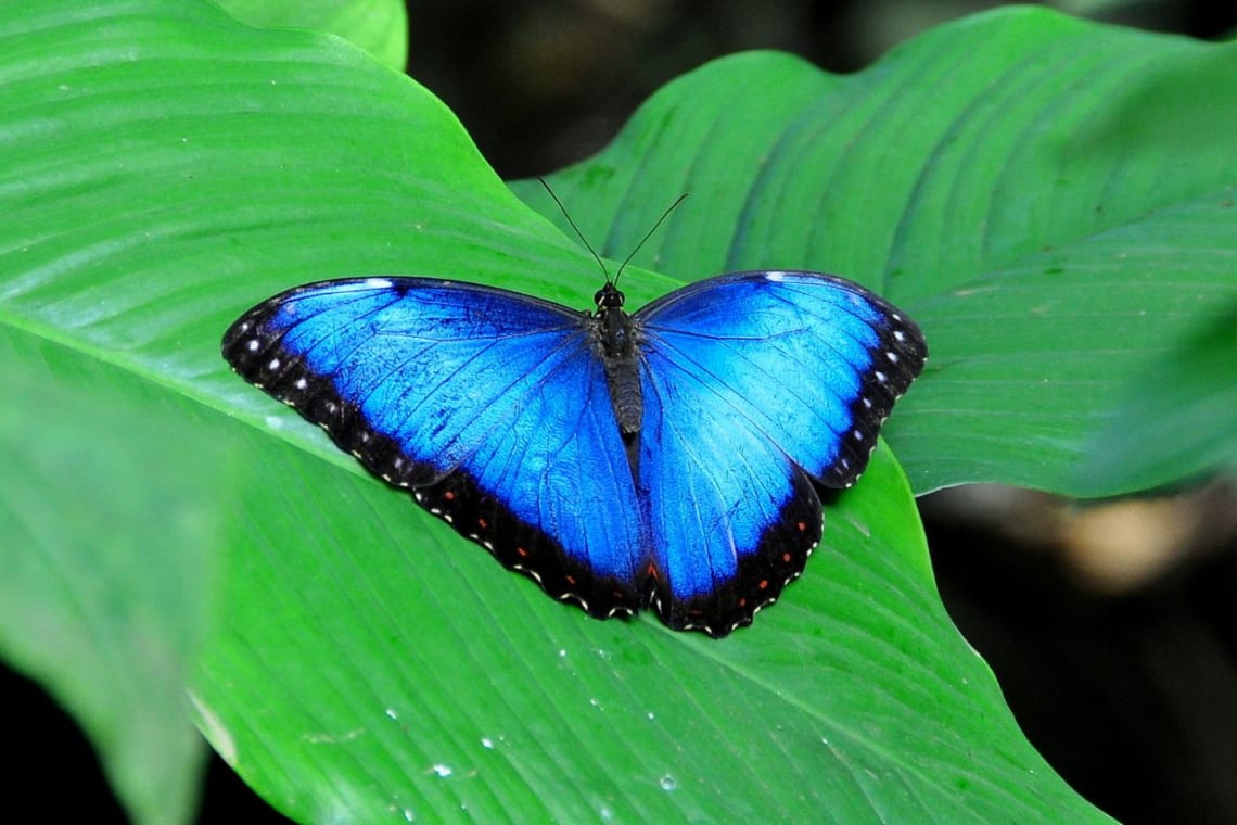 animales de Costa Rica: morpho azul con sus alas desplegadas sobre una hoja