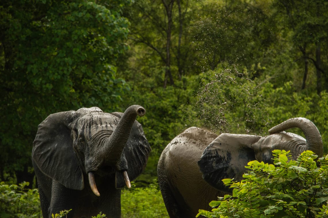 Mole National Park, Ghana