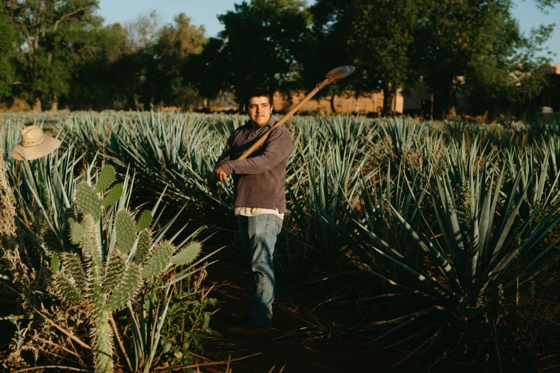 Agave farmer in Jalisco, Mexico