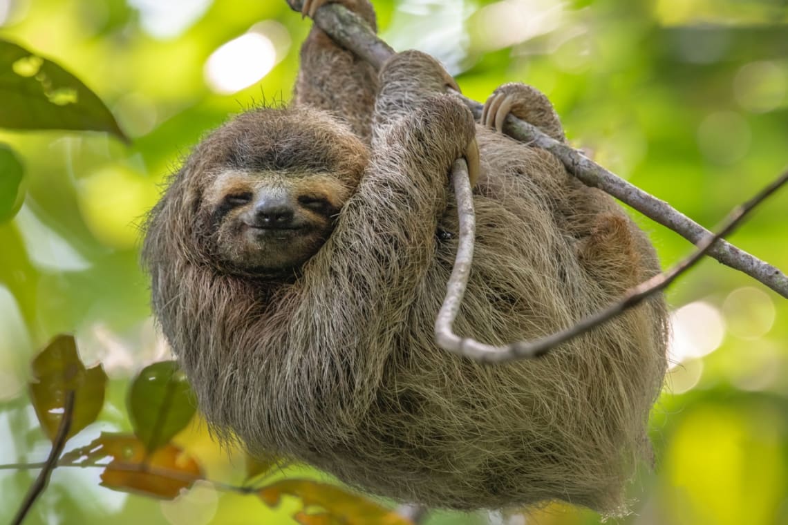 "Smiling" sloth bear hanging from a tree branch in Costa Rica