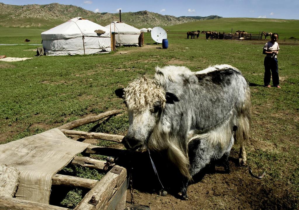 Animal care in Mongolia