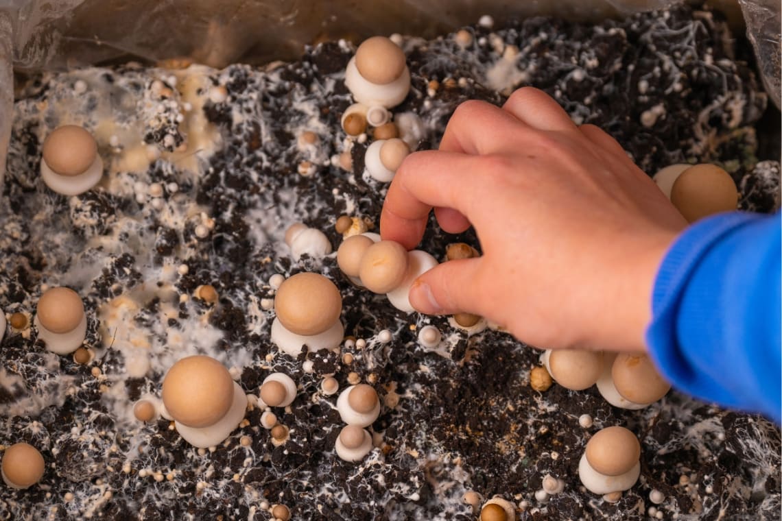 Hand of a guy picking a mushroom from the soil