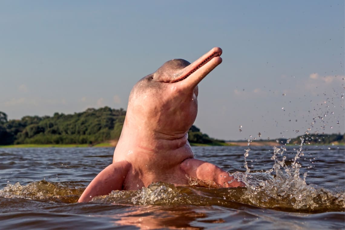 Delfín rosado del Amazonas brasileño