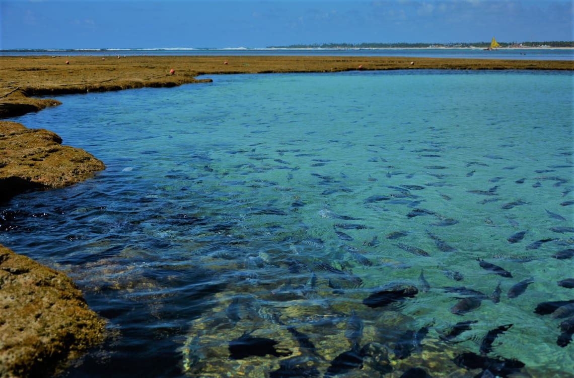 piscinas naturais de porto de galinhas