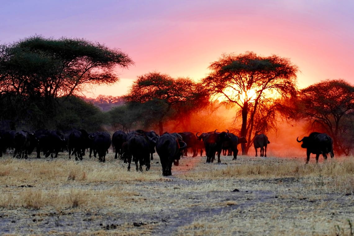 Savana da Tanzânia atrai turistas o ano todo