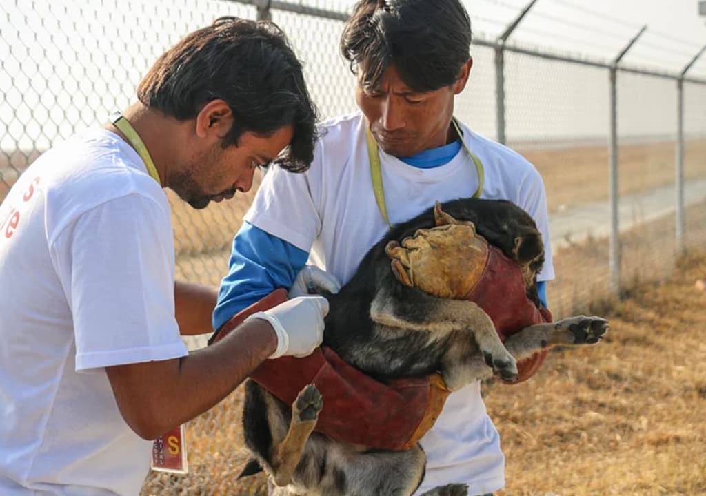 Tipos de trabalho voluntário: Cuidar de animais